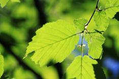 Seasonal Harmonizing Chimes - Medium - Spring 